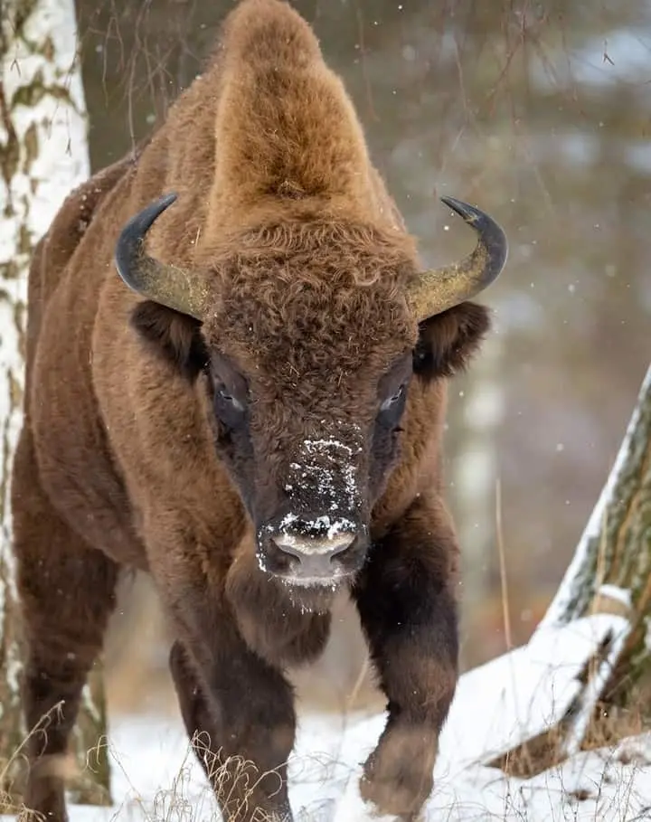 Bison Cattle - Interesting Facts About Poland