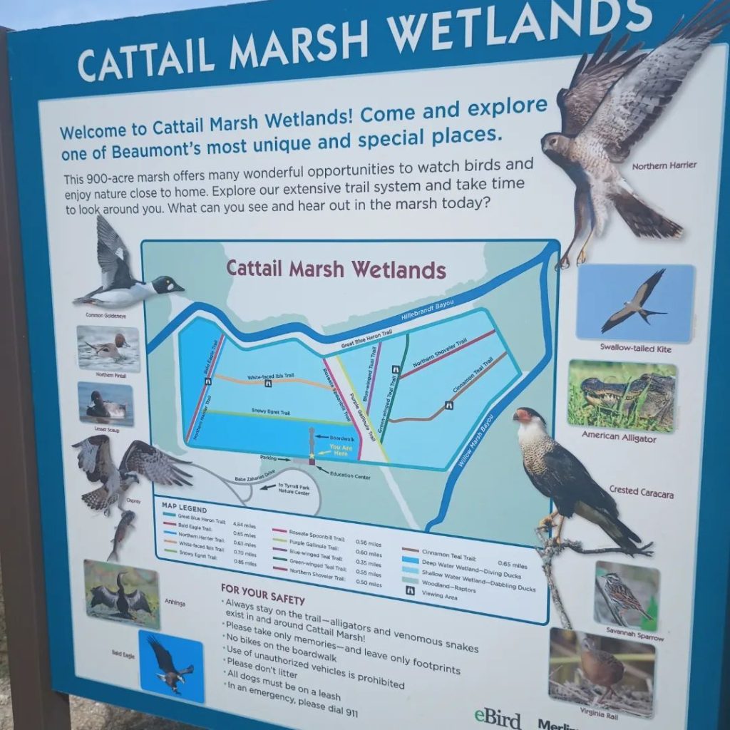 Cattail Marsh Scenic Wetlands 