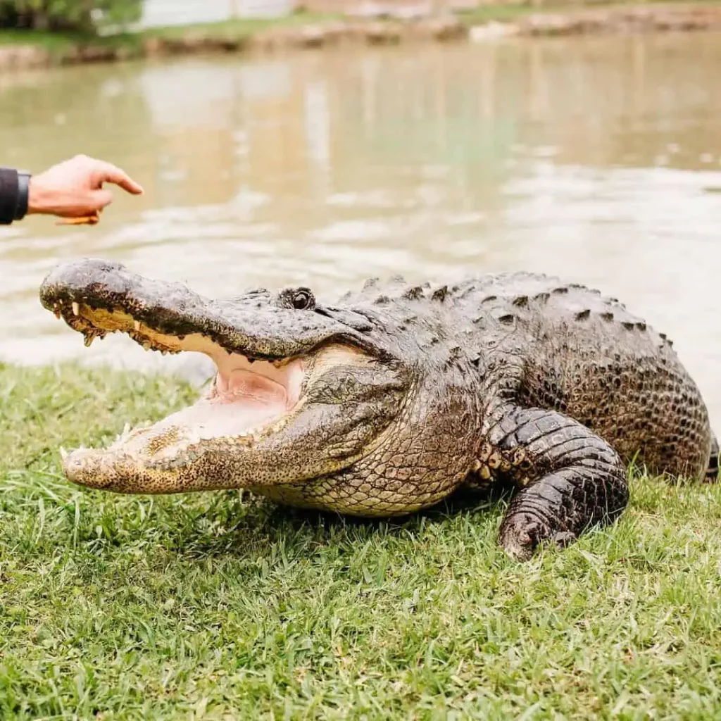 Crocodile at Gator Country Adventure Park