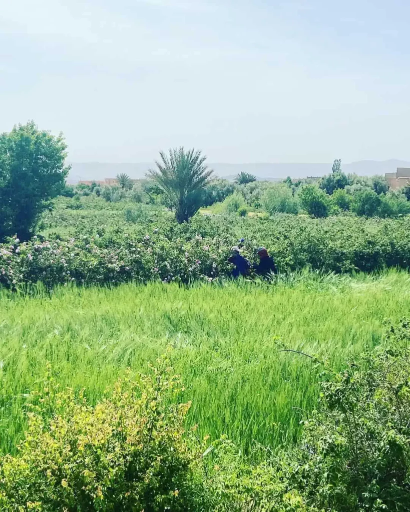 Two women Harvesting roses in Valley of Roses in Morocco