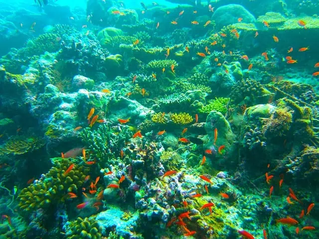 Exploring corals in costa rica
