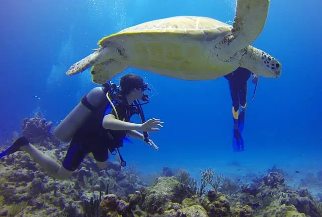 Scuba Diving in Costa Rica with Turtules