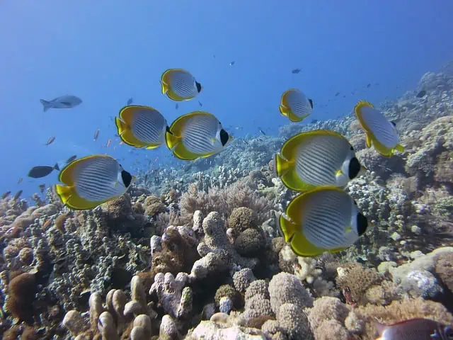 butterflyfish-Scuba Diving in Costa Rica